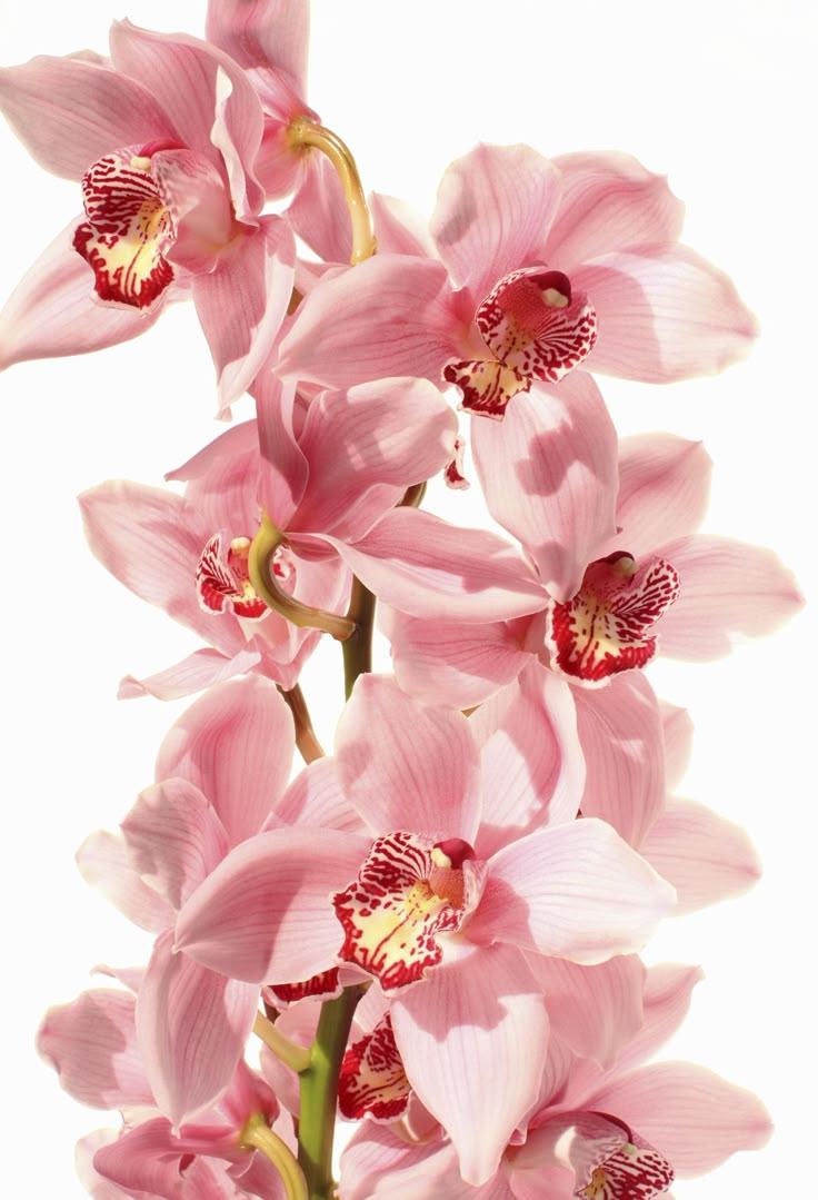 Serenity Blush Floral Masterpiece